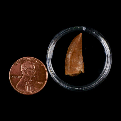 0.9" Abelisaur Serrated Tooth Fossil Cretaceous Age Dinosaur Morocco COA, Display - Fossil Age Minerals