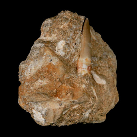 1.8" Plesiosaur Zarafasaura Tooth Fossil In Matrix Cretaceous Dinosaur Era COA