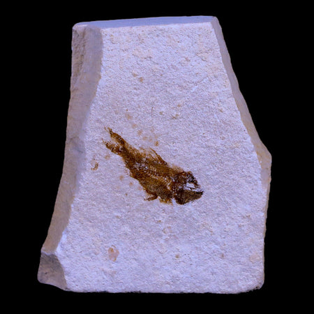 0.9" Ctenothrissa Fossil Fish Plate Cretaceous Dinosaur Age Hakel Lebanon