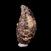 1.5" Fossil Pine Cone Equicalastrobus Replaced By Agate Eocene Age Seeds Fruit