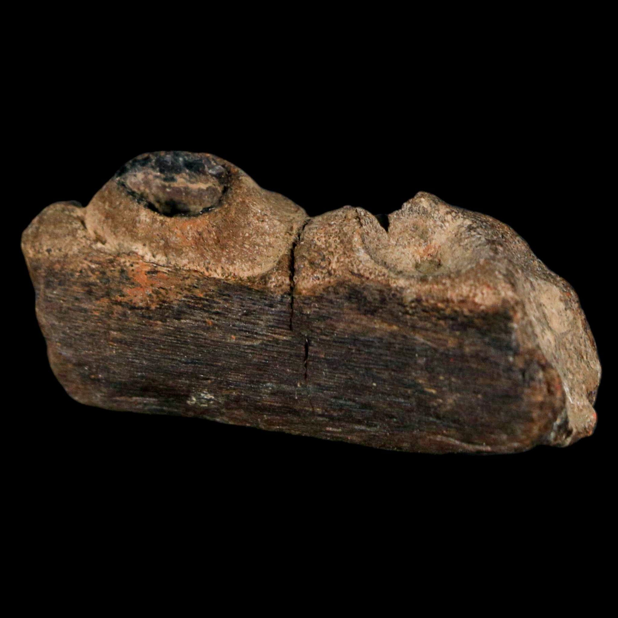 1.6" Mosasaur Fossil Jaw Section Cretaceous Dinosaur Era Texas Ozan FM COA - Fossil Age Minerals