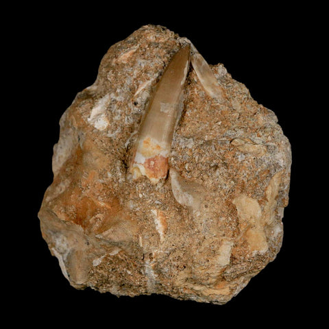 1.8" Plesiosaur Zarafasaura Tooth Fossil In Matrix Cretaceous Dinosaur Era COA