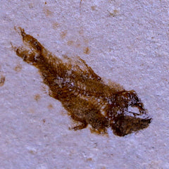 Ctenothrissa Fish