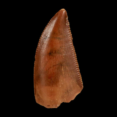 0.7" Abelisaur Serrated Tooth Fossil Cretaceous Age Dinosaur Morocco COA, Display - Fossil Age Minerals