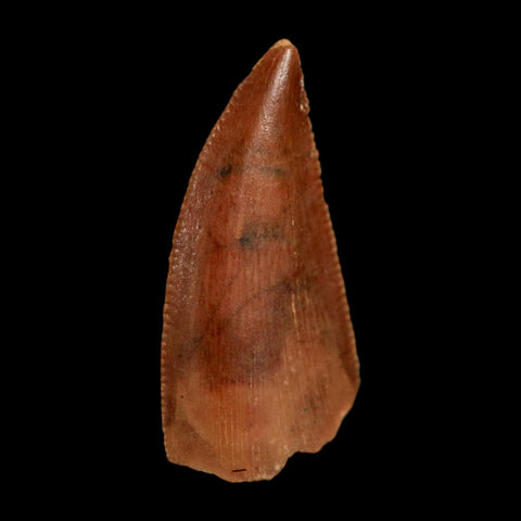 0.7" Abelisaur Serrated Tooth Fossil Cretaceous Age Dinosaur Morocco COA, Display - Fossil Age Minerals