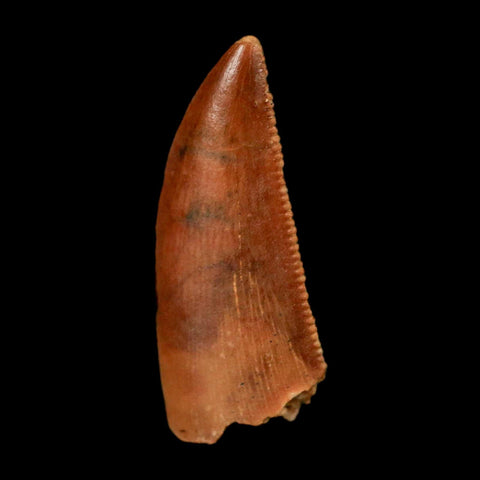 0.7" Abelisaur Serrated Tooth Fossil Cretaceous Age Dinosaur Morocco COA, Display - Fossil Age Minerals