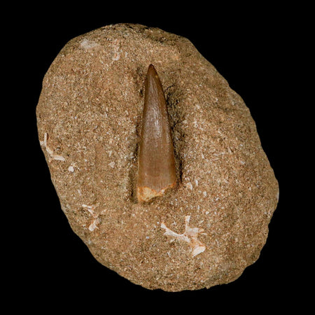 1.8" Plesiosaur Zarafasaura Tooth Fossil In Matrix Cretaceous Dinosaur Era COA