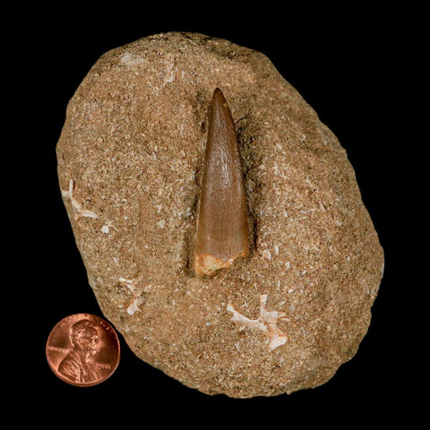 1.8" Plesiosaur Zarafasaura Tooth Fossil In Matrix Cretaceous Dinosaur Era COA