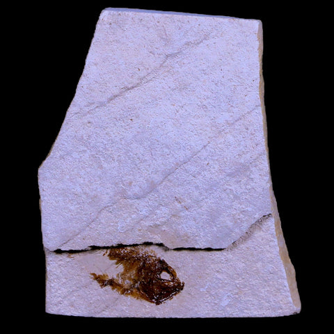 0.9" Ctenothrissa Fossil Fish Plate Cretaceous Dinosaur Age Hakel Lebanon - Fossil Age Minerals