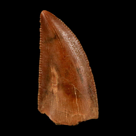 0.7" Abelisaur Serrated Tooth Fossil Cretaceous Age Dinosaur Morocco COA, Display