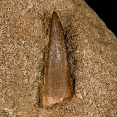 1.8" Plesiosaur Zarafasaura Tooth Fossil In Matrix Cretaceous Dinosaur Era COA