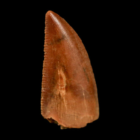 0.7" Abelisaur Serrated Tooth Fossil Cretaceous Age Dinosaur Morocco COA, Display - Fossil Age Minerals