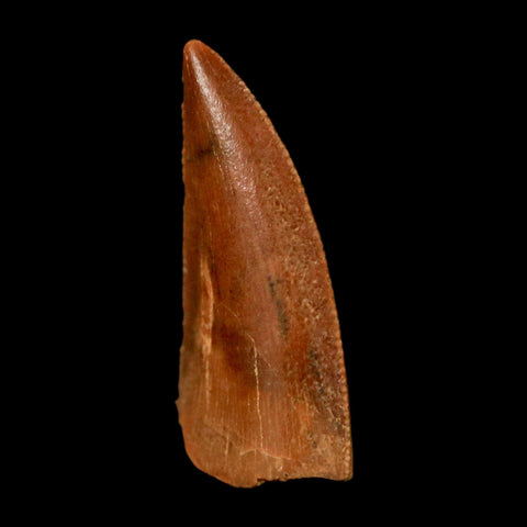 0.7" Abelisaur Serrated Tooth Fossil Cretaceous Age Dinosaur Morocco COA, Display - Fossil Age Minerals