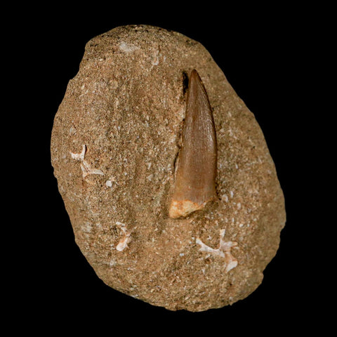 1.8" Plesiosaur Zarafasaura Tooth Fossil In Matrix Cretaceous Dinosaur Era COA