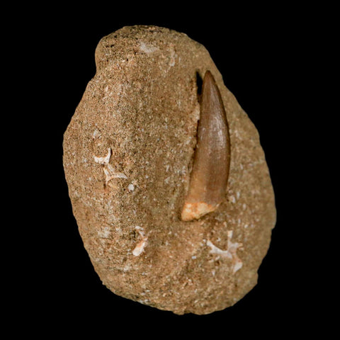 1.8" Plesiosaur Zarafasaura Tooth Fossil In Matrix Cretaceous Dinosaur Era COA