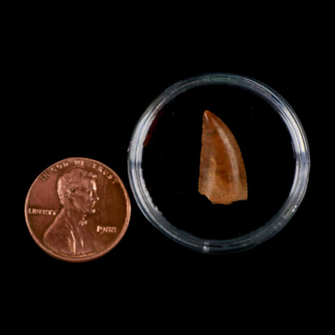 0.7" Abelisaur Serrated Tooth Fossil Cretaceous Age Dinosaur Morocco COA, Display - Fossil Age Minerals