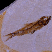 1.2" Hemisaurida Fossil Fish Plate Cretaceous Dinosaur Age Hakel Lebanon