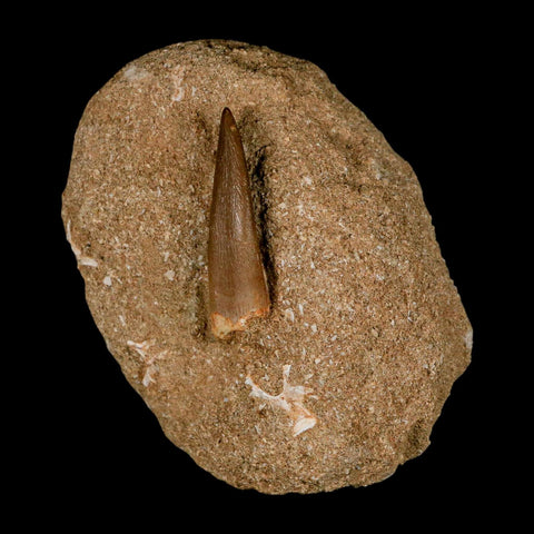 1.8" Plesiosaur Zarafasaura Tooth Fossil In Matrix Cretaceous Dinosaur Era COA