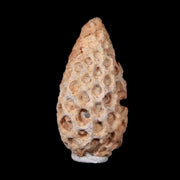 1.4" Fossil Pine Cone Equicalastrobus Replaced By Agate Eocene Age Seeds Fruit