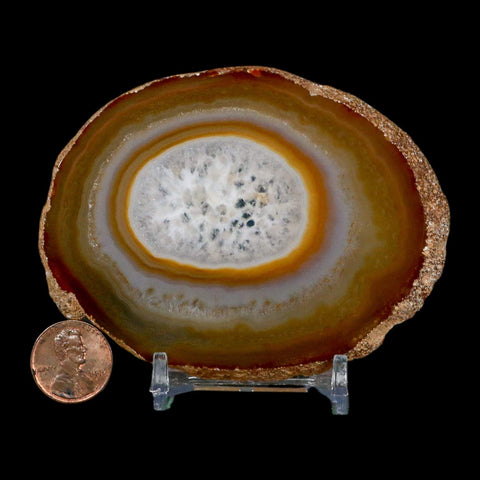 3.6" Polished Cut Agate Geode Crystal Quarts Chalcedony Mineral Specimen Stand - Fossil Age Minerals