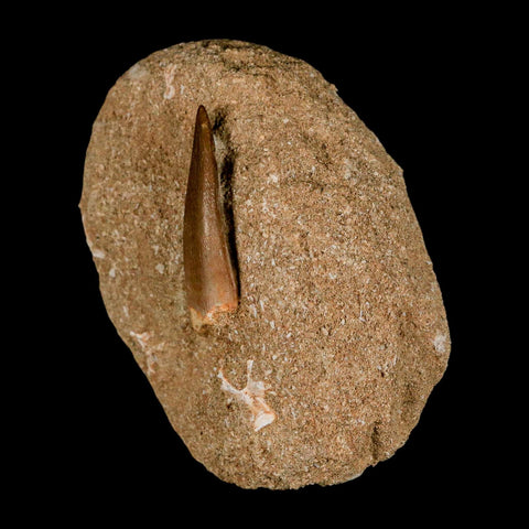 1.8" Plesiosaur Zarafasaura Tooth Fossil In Matrix Cretaceous Dinosaur Era COA