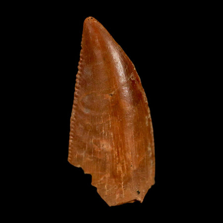 0.7" Abelisaur Serrated Tooth Fossil Cretaceous Age Dinosaur Morocco COA, Display