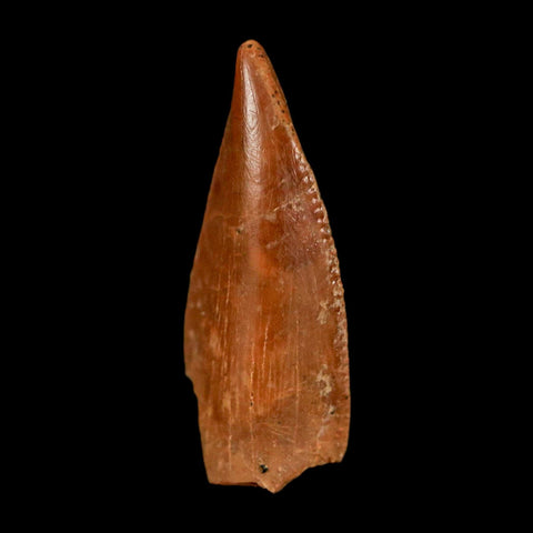 0.7" Abelisaur Serrated Tooth Fossil Cretaceous Age Dinosaur Morocco COA, Display - Fossil Age Minerals