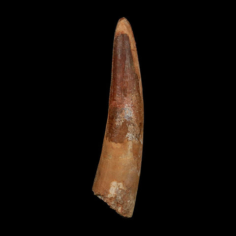 XL 3.9" Spinosaurus Fossil Tooth 100 Million Years Old Cretaceous Dinosaur COA - Fossil Age Minerals