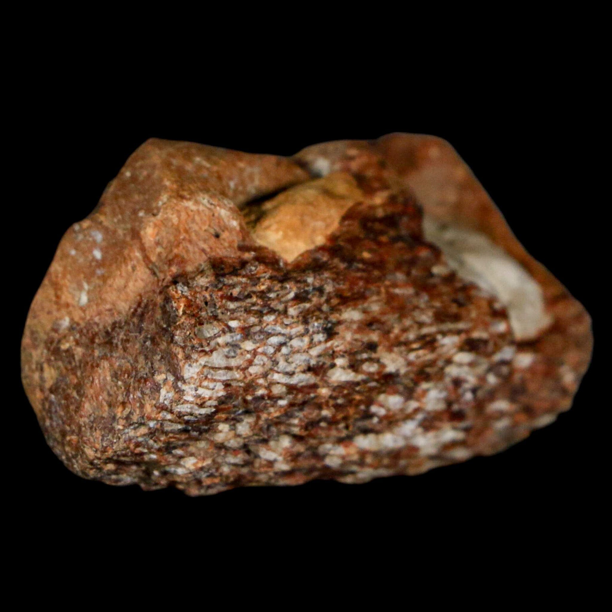 1.9" Mosasaur Fossil Jaw Section Cretaceous Dinosaur Era Texas Ozan FM COA - Fossil Age Minerals