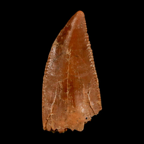 0.7" Abelisaur Serrated Tooth Fossil Cretaceous Age Dinosaur Morocco COA, Display - Fossil Age Minerals