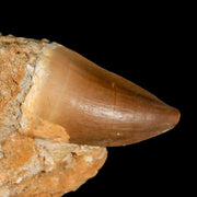 1.9" Mosasaur Prognathodon Fossil Tooth In Matrix Cretaceous Dinosaur Era COA