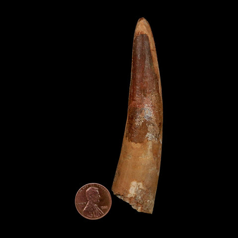 XL 3.9" Spinosaurus Fossil Tooth 100 Million Years Old Cretaceous Dinosaur COA - Fossil Age Minerals