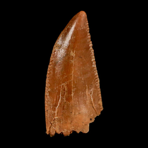 0.7" Abelisaur Serrated Tooth Fossil Cretaceous Age Dinosaur Morocco COA, Display - Fossil Age Minerals