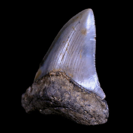 3" Quality Megalodon Shark Tooth Serrated Fossil Natural Miocene Age COA