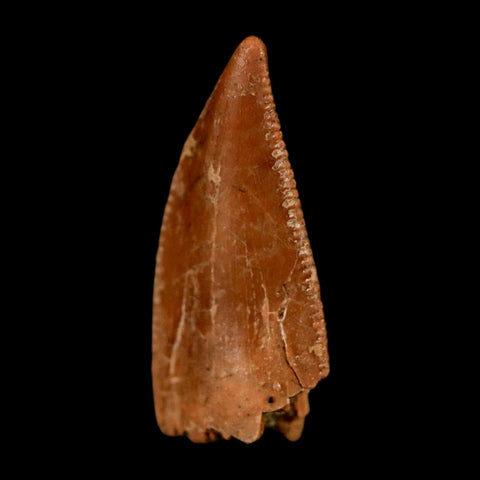 0.7" Abelisaur Serrated Tooth Fossil Cretaceous Age Dinosaur Morocco COA, Display - Fossil Age Minerals