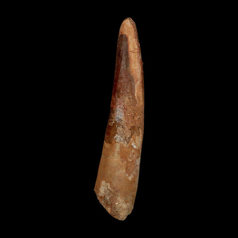 XL 3.9" Spinosaurus Fossil Tooth 100 Million Years Old Cretaceous Dinosaur COA - Fossil Age Minerals