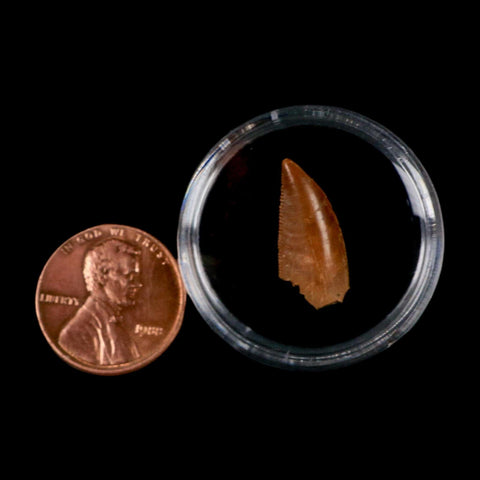 0.7" Abelisaur Serrated Tooth Fossil Cretaceous Age Dinosaur Morocco COA, Display - Fossil Age Minerals