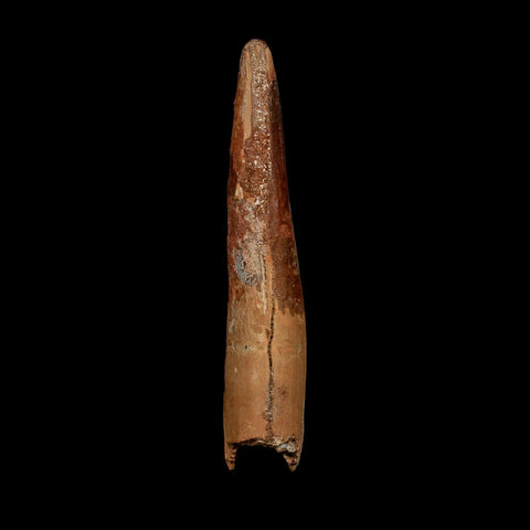 XL 3.9" Spinosaurus Fossil Tooth 100 Million Years Old Cretaceous Dinosaur COA - Fossil Age Minerals