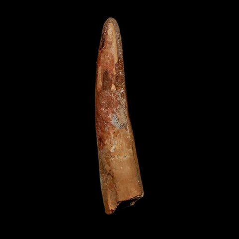 XL 3.9" Spinosaurus Fossil Tooth 100 Million Years Old Cretaceous Dinosaur COA - Fossil Age Minerals