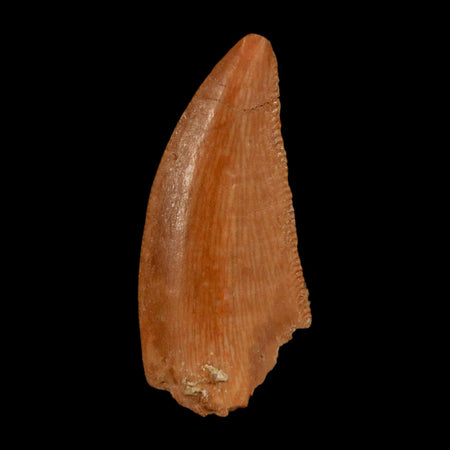 0.8" Abelisaur Serrated Tooth Fossil Cretaceous Age Dinosaur Morocco COA, Display