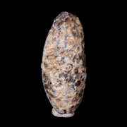 1.6" Fossil Pine Cone Equicalastrobus Replaced By Agate Eocene Age Seeds Fruit