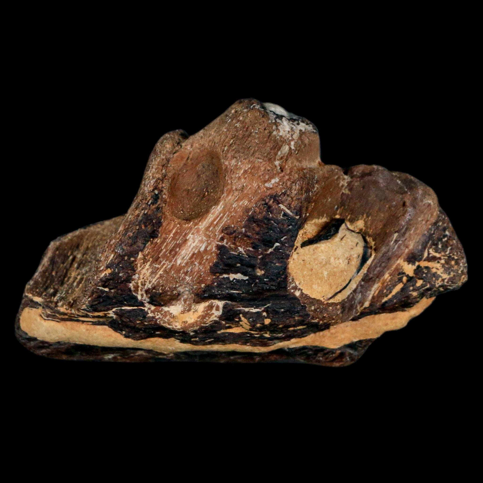 2.2" Mosasaur Fossil Jaw Section Cretaceous Dinosaur Era Texas Ozan FM COA - Fossil Age Minerals