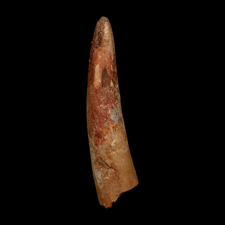 XL 3.9" Spinosaurus Fossil Tooth 100 Million Years Old Cretaceous Dinosaur COA