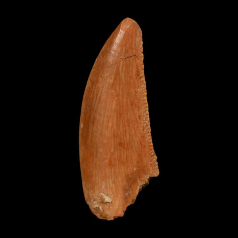 0.8" Abelisaur Serrated Tooth Fossil Cretaceous Age Dinosaur Morocco COA, Display - Fossil Age Minerals