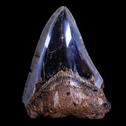 XL 3.8" Quality Megalodon Shark Tooth Serrated Fossil Natural Miocene Age COA