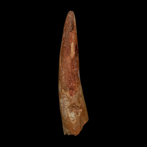 XL 3.9" Spinosaurus Fossil Tooth 100 Million Years Old Cretaceous Dinosaur COA - Fossil Age Minerals