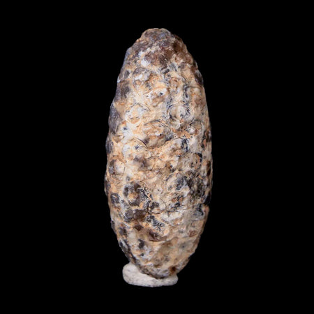 1.6" Fossil Pine Cone Equicalastrobus Replaced By Agate Eocene Age Seeds Fruit