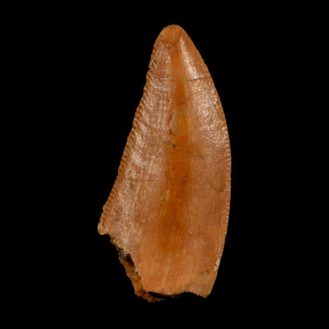 0.8" Abelisaur Serrated Tooth Fossil Cretaceous Age Dinosaur Morocco COA, Display - Fossil Age Minerals