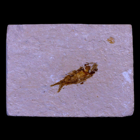 1" Hemisaurida Fossil Fish Plate Cretaceous Dinosaur Age Hakel Lebanon