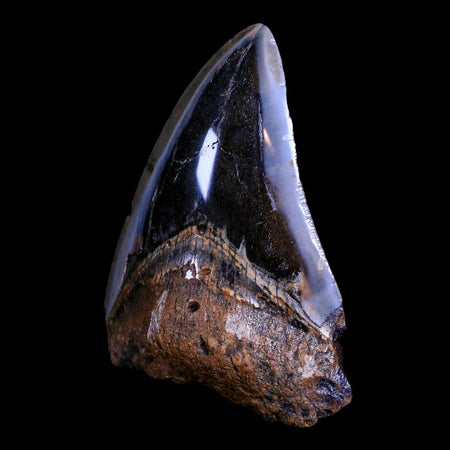 XL 3.8" Quality Megalodon Shark Tooth Serrated Fossil Natural Miocene Age COA